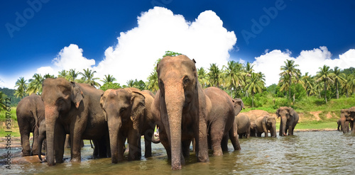 Canvas Print Elephant group in the river