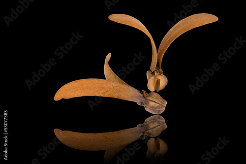 Two-winged fruits of Dipterocarpus isolated on black background photo