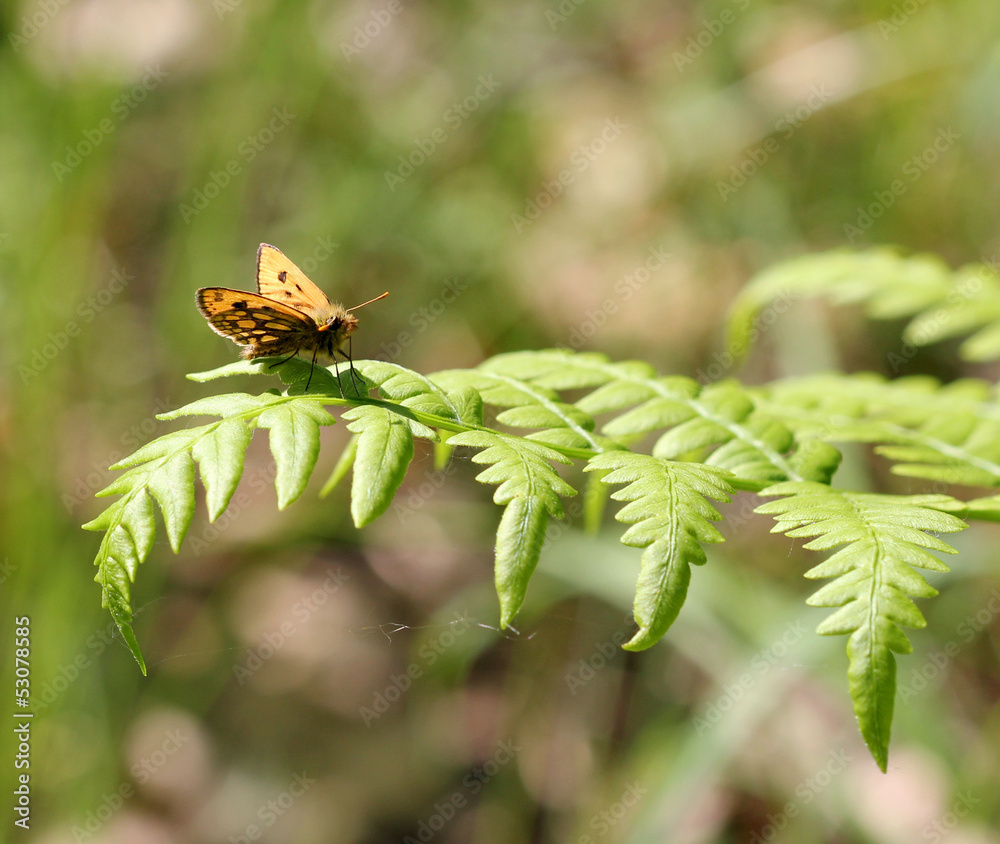 Fototapeta premium Бабочка-толстоголовка на листе папоротника