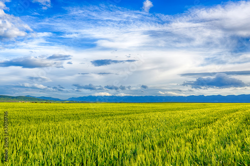 Beautiful landscape field of wheat  cloud and mountain