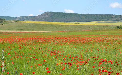 poppy field on a background of mountains