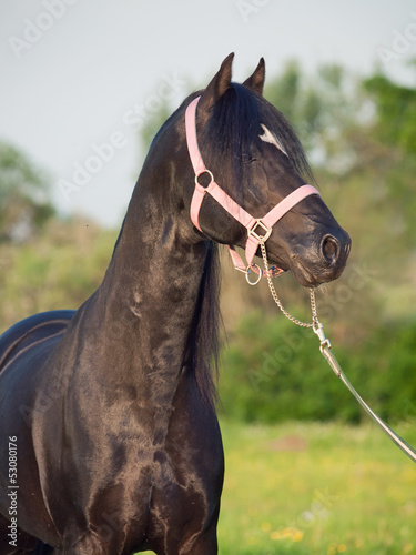 portrait of welsh pony stallion