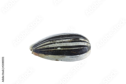 one sunflower seed