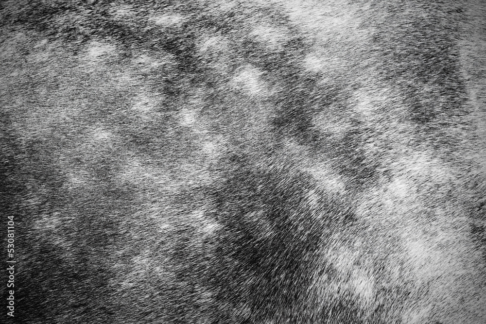 Naklejka premium Grey horse fur detail