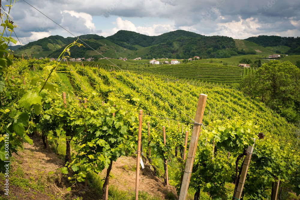 Naklejka premium Vigneti di prosecco