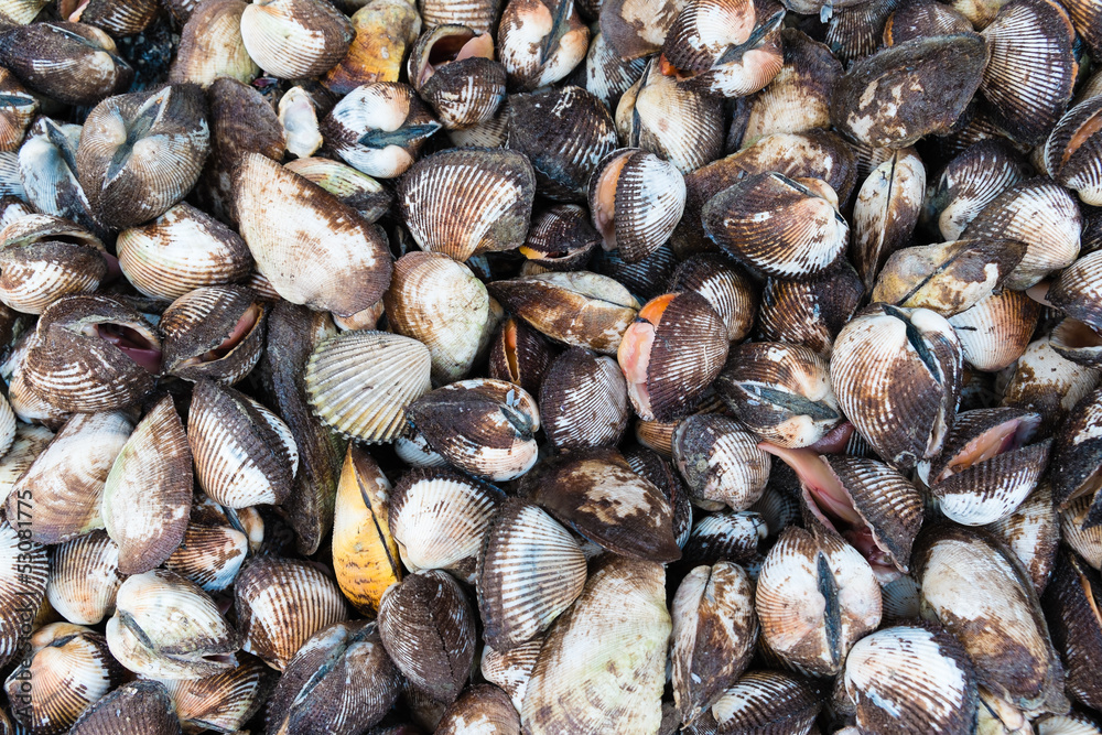 group of sea shell group of sea shell
