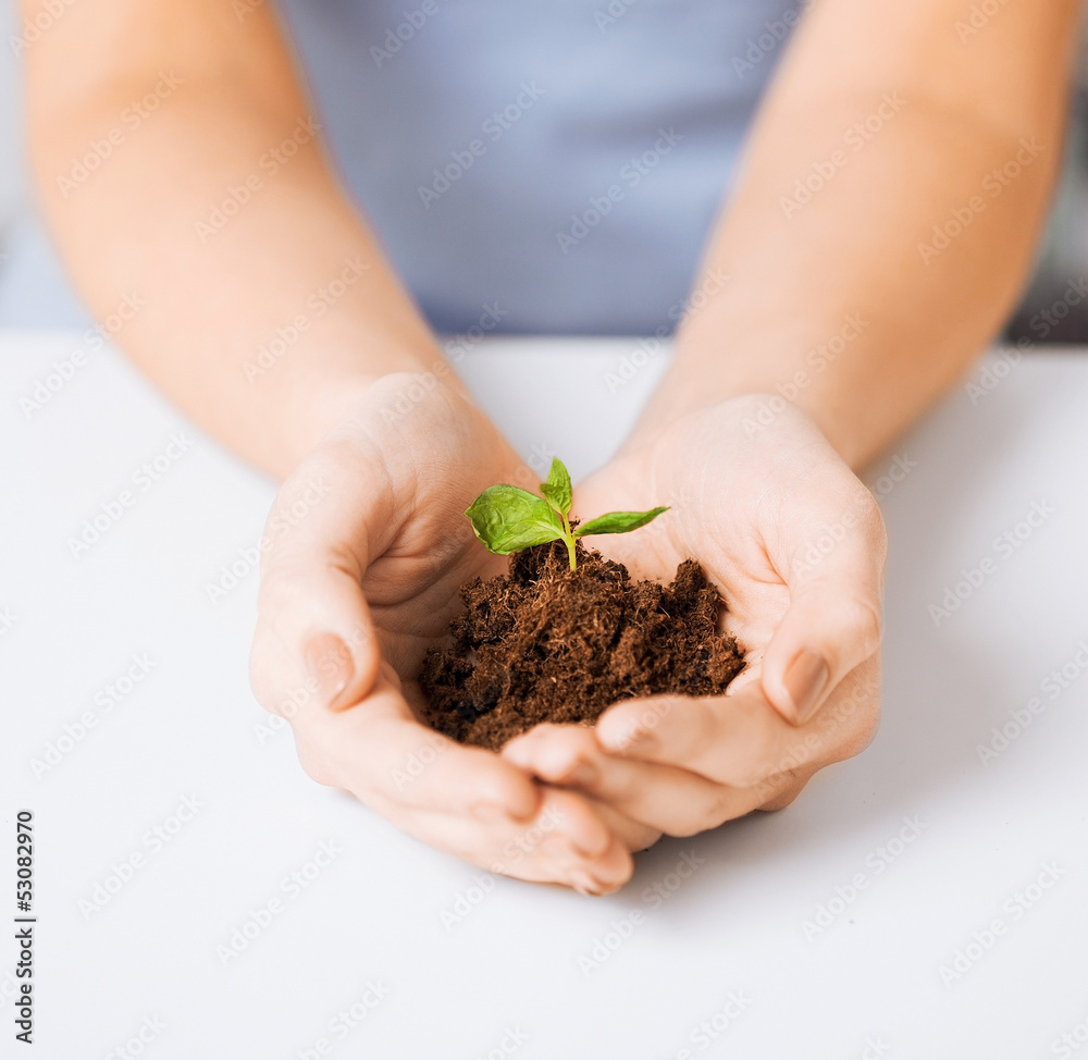 hands with green sprout and ground