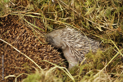 Baby hedgehog