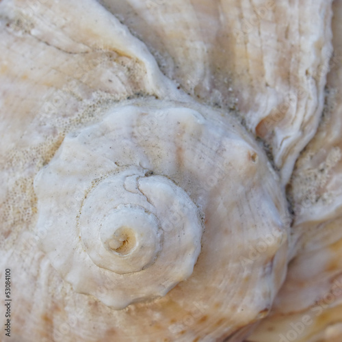sea shell spiral closeup