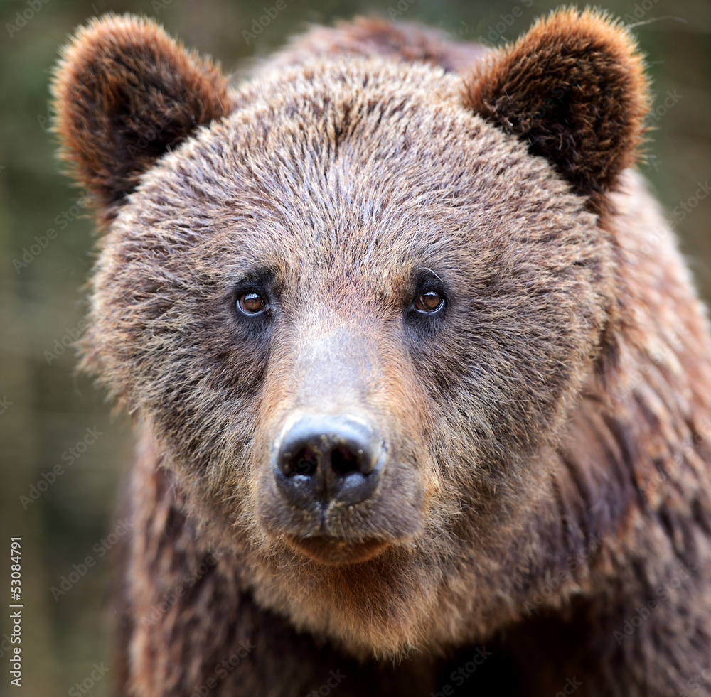 Brown bears in the Carpathians.