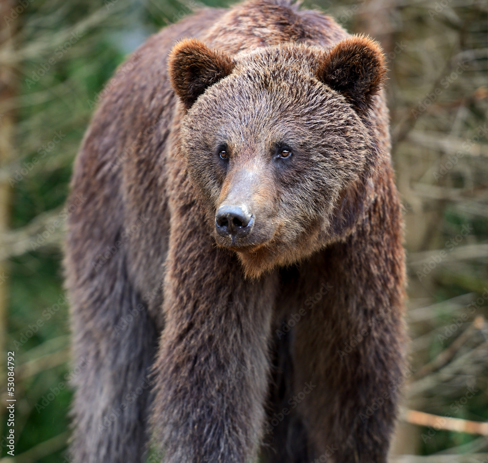 Obraz premium Brown bears in the Carpathians.