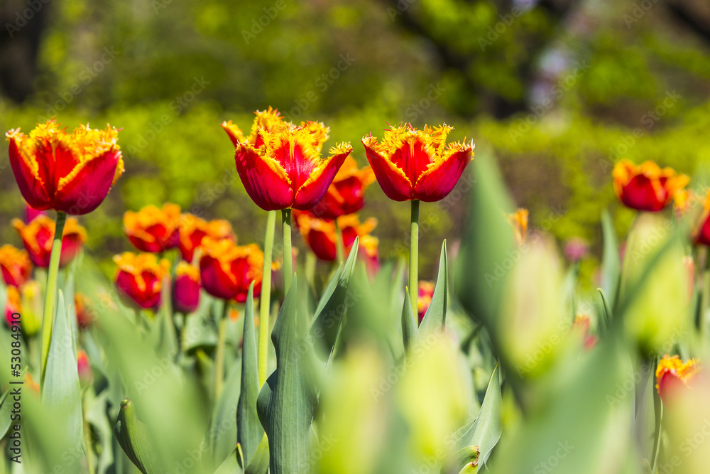 colorful tulips