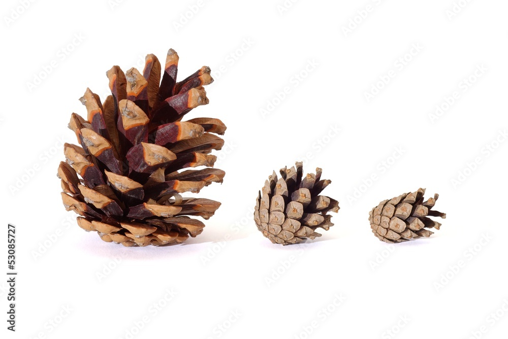 Three pine tree cones of various size isolated Three pine tree cones of various size isolated