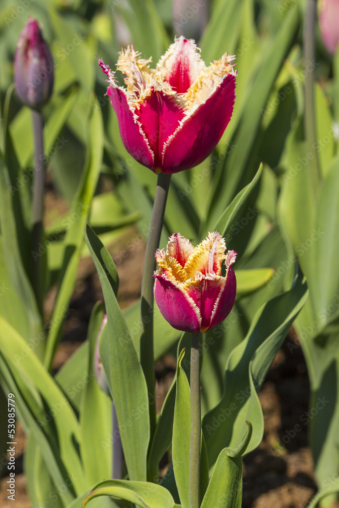 Naklejka premium colorful tulips