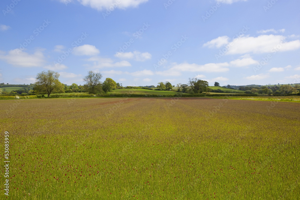 Obraz premium red clover meadow