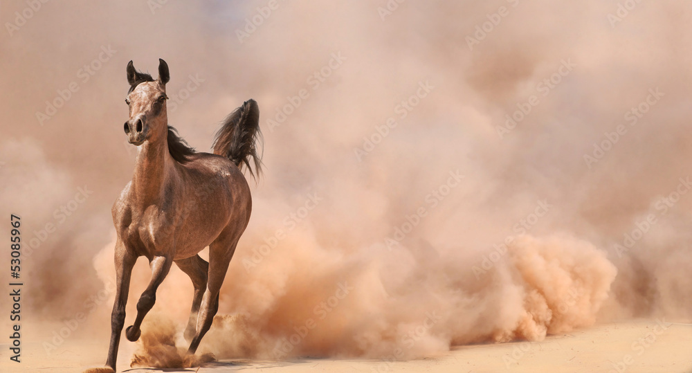 Arabian horse running out of the Desert Storm