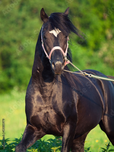 portrait of welsh pony stallion in motion