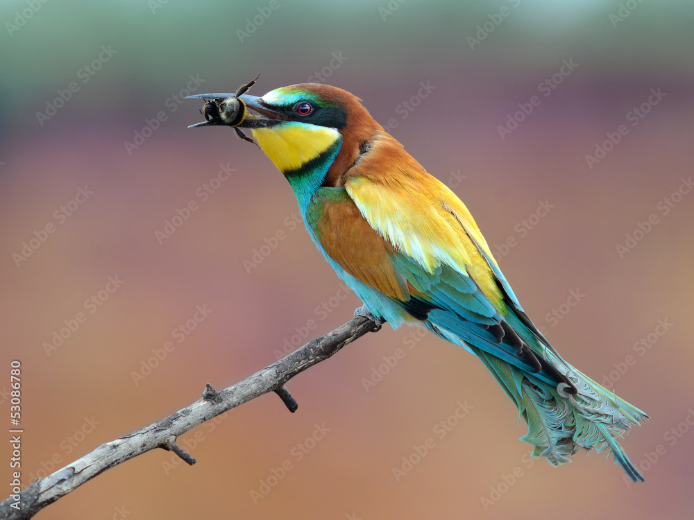Obraz premium European Bee-eater with prey