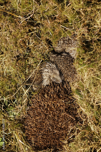Baby hedgehog