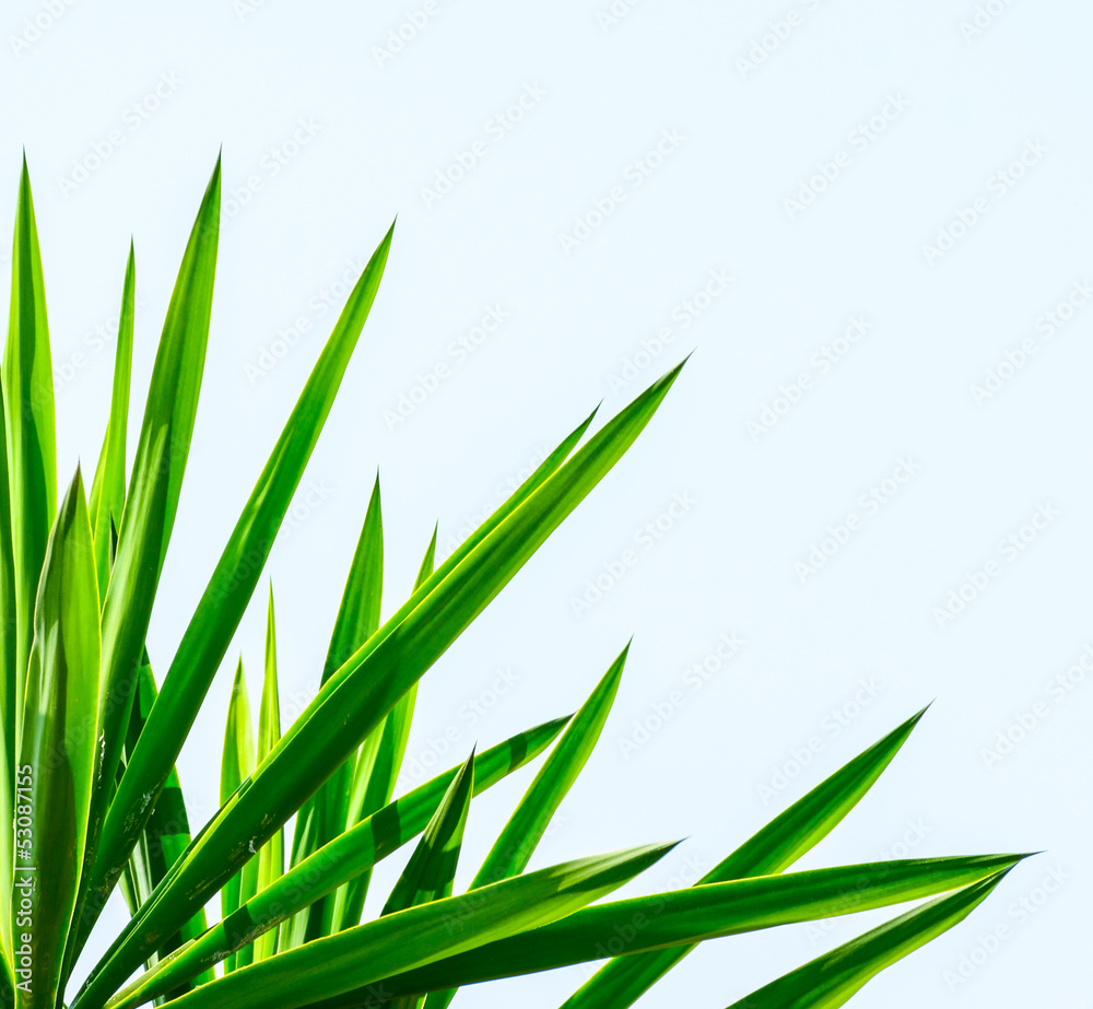 Obraz premium Palm leaf isolated