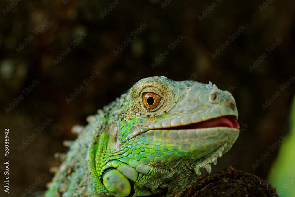Fototapeta premium portrait about a green iguana