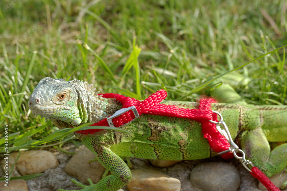 Obraz premium green iguana on a leash