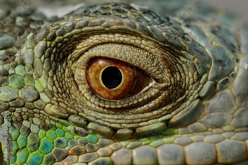 green iguana eye © nagydodo