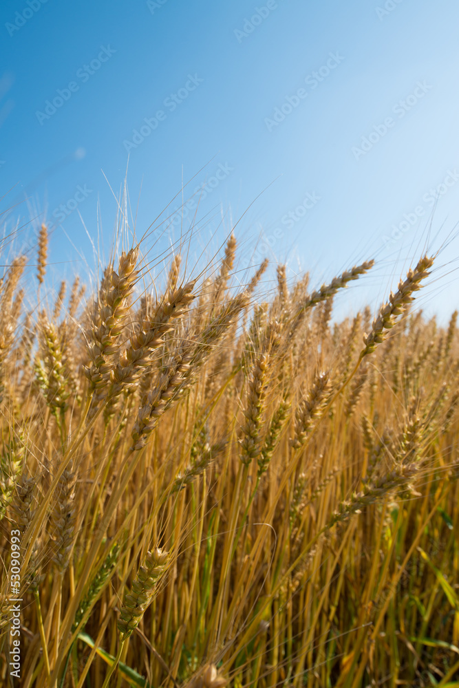 wheat field wheat field