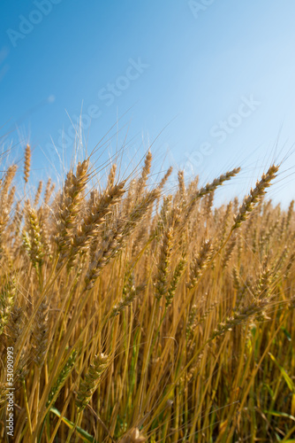 Fototapeta Naklejka Na Ścianę i Meble -  wheat field