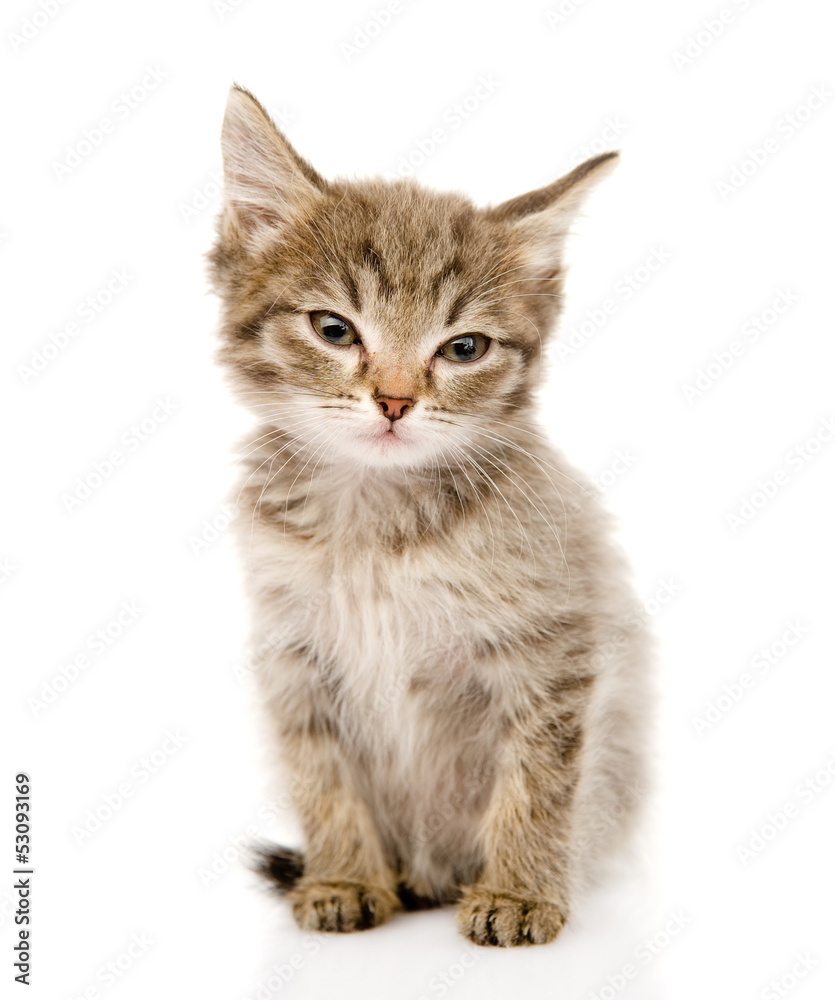 fluffy gray beautiful kitten. isolated on white background
