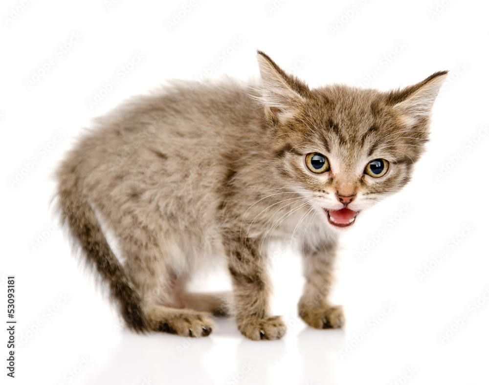 fluffy gray beautiful kitten looking at camera. isolated 