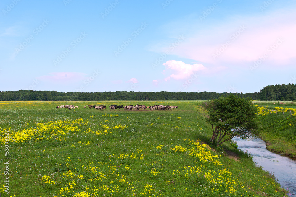 Wild horses in meadow.
