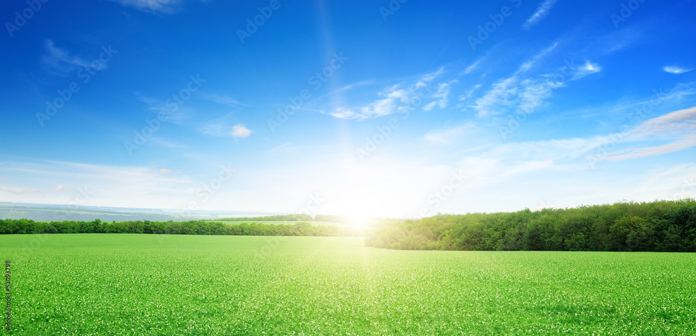 sunrise over a green field - obrazy, fototapety, plakaty 
