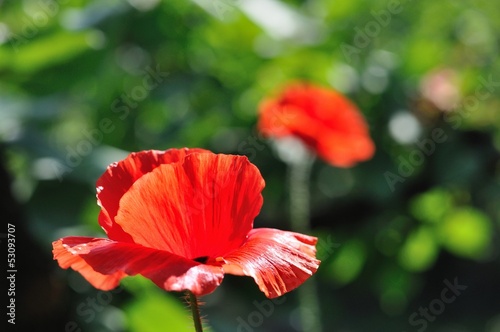 Two beautiful red poppies with blurred green background