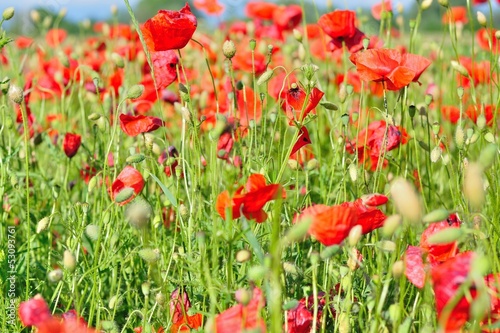 Field of red wild poppies on a sunny day