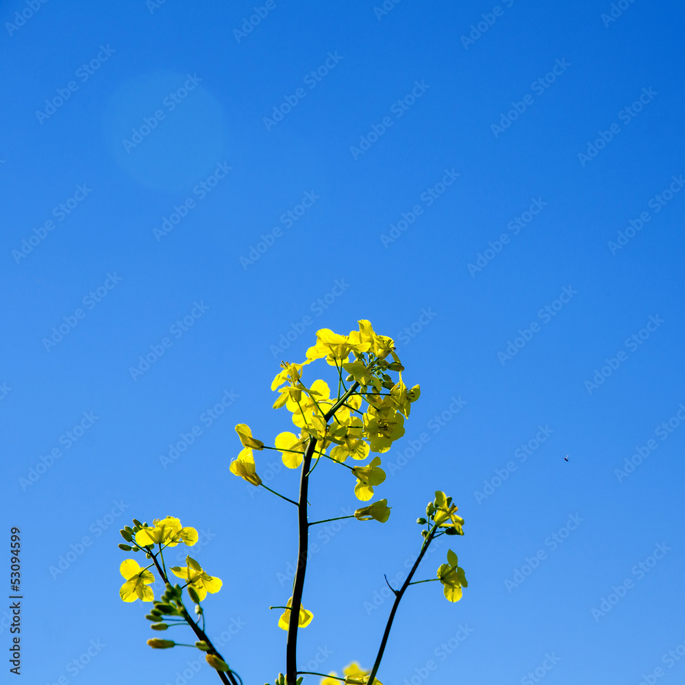 Yellow flower closeup Yellow flower closeup
