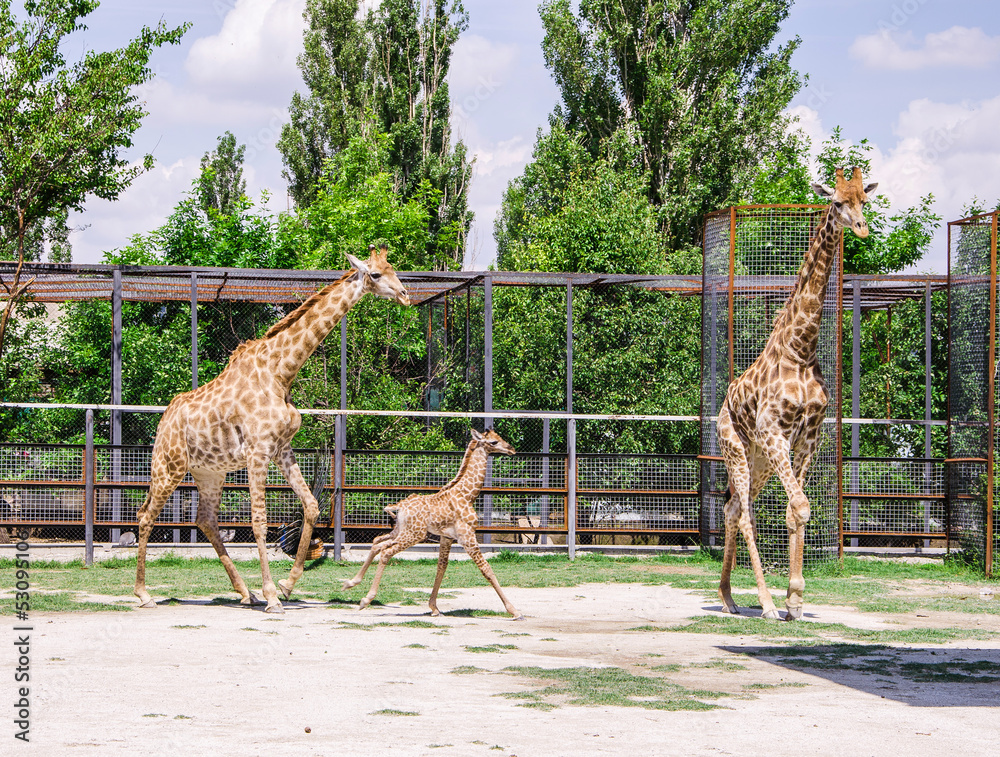 Obraz premium giraffes and baby