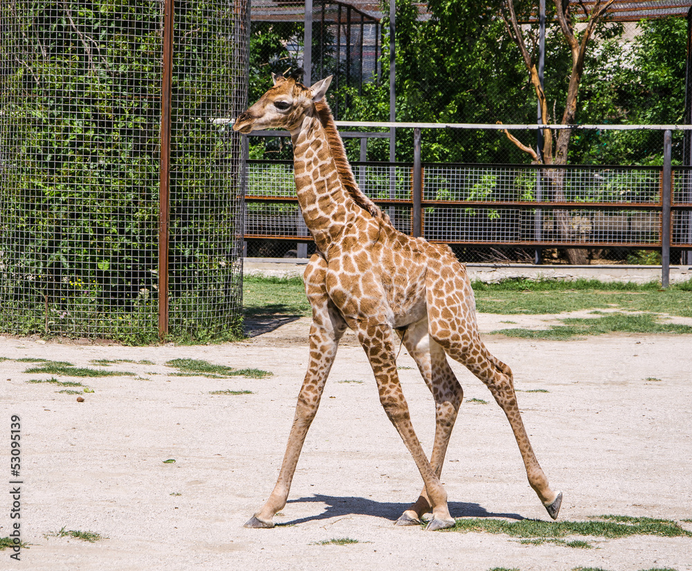 Naklejka premium baby giraffe