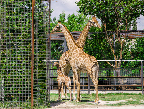 Canvas Print giraffes and baby