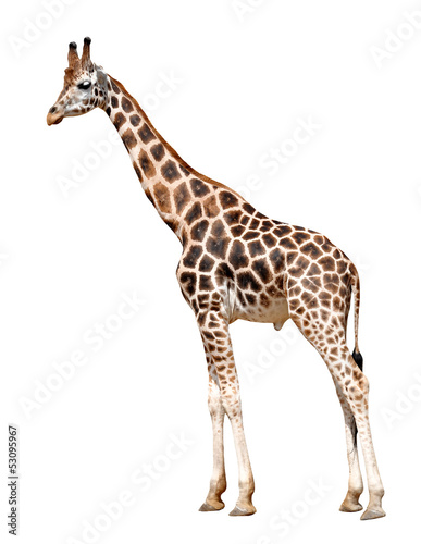 giraffe isolated on white background © vencav