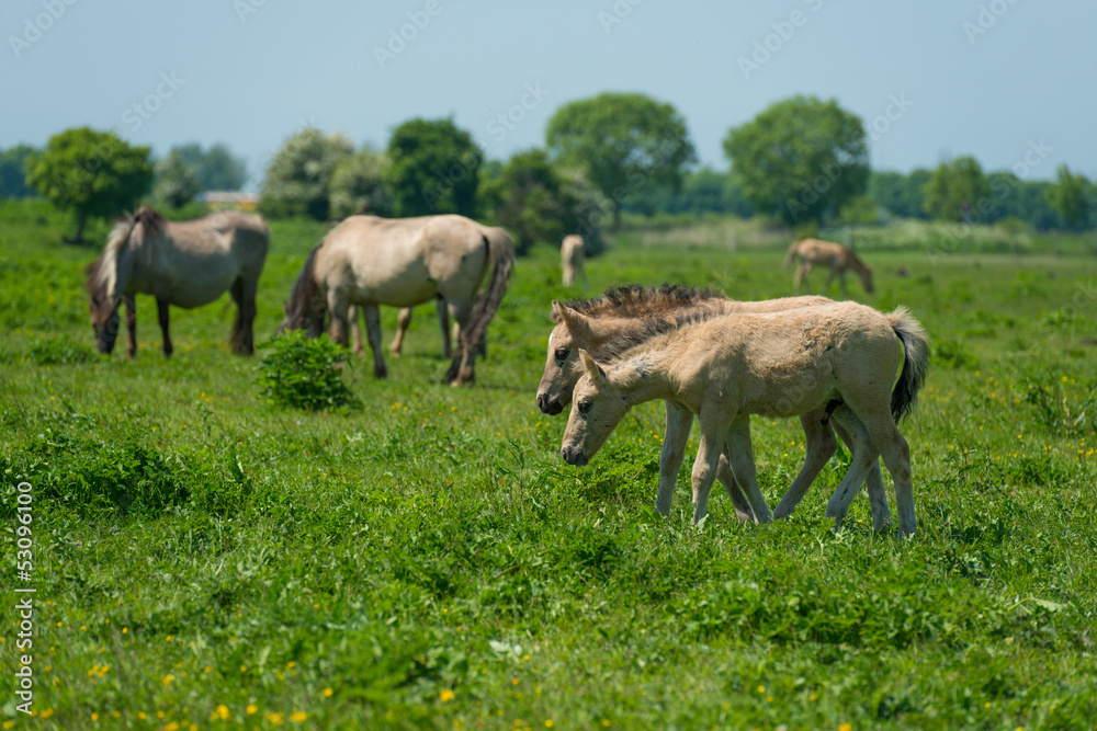 Foals in a herd of wild horses in spring