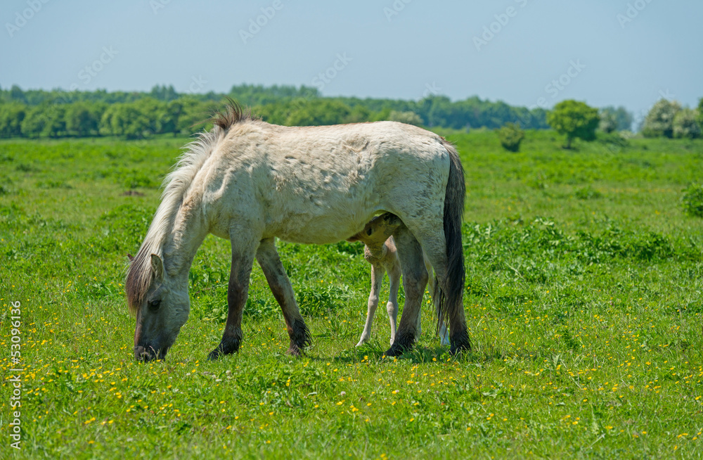 Obraz premium Foal drinking milk in a sunny meadow