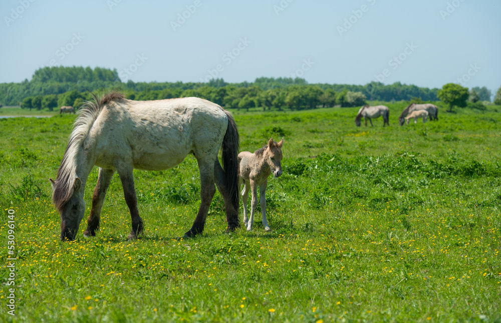 Fototapeta premium Foal and its mother in a sunny meadow