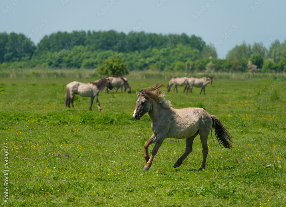 Wild horse running in a sunny meadow