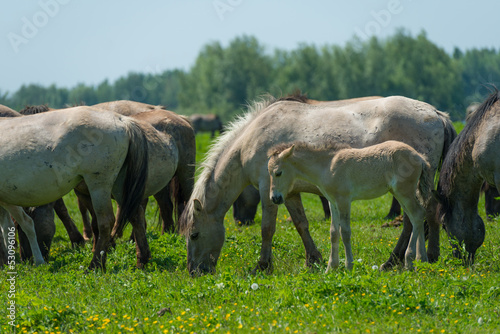 Fototapeta Naklejka Na Ścianę i Meble -  Foal in a herd of wild horses in spring
