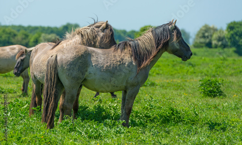 Herd of wild horses in a sunny meadow © Naj