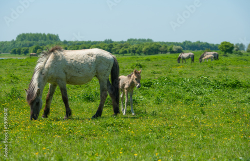 Foal and its mother in a sunny meadow