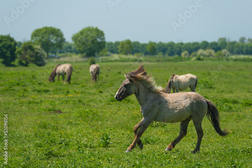 Wild horse running in a sunny meadow