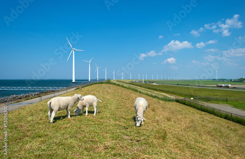 Sheep grazing on a dam along a lake in spring