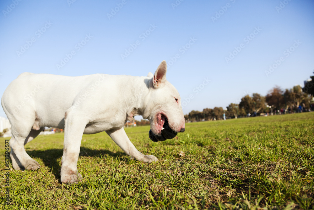 Bull Terrier with Chew Toy in Park Bull Terrier with Chew Toy in Park